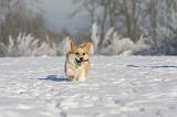 CORGI PEMBROKE 948